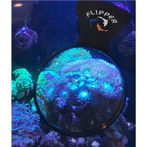 FLIPPER DEEPSEE MAX LUPA
