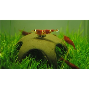 AQN N-30012 NANO SHRIMP START 50MM