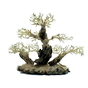 PROGROW BONSAI TREE BT3L 40X15X30CM