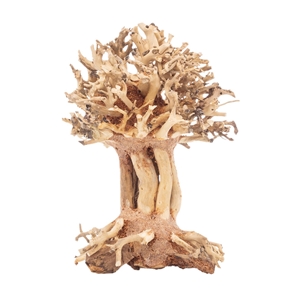 PROGROW BONSAI TREE BT7XS 10X10X15CM