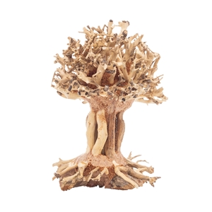 PROGROW BONSAI TREE BT7XS 10X10X15CM