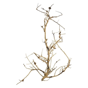 PROGROW BRANCH WOOD 0,1KG