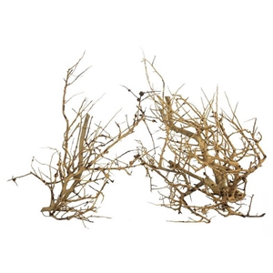 PROGROW BRANCH WOOD 0,1KG