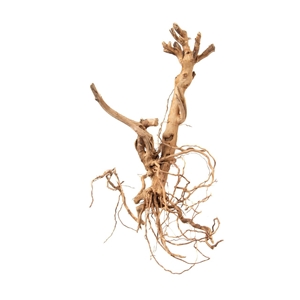 PROGROW MOSS TREE 20-40CM 1SZT.