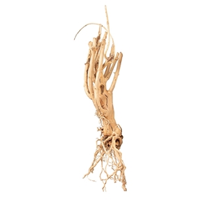 PROGROW MOSS TREE 20-40CM 1SZT.