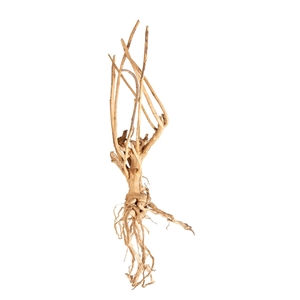 PROGROW MOSS TREE 20-40CM 1SZT.