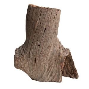 PROGROW OLD TRUNK WOOD 30-60CM 1KG - zdjęcie 5