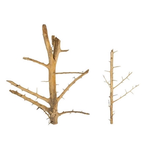 PROGROW TREE WOOD 1SZT.