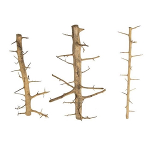 PROGROW TREE WOOD XL 60-100CM 1SZT.