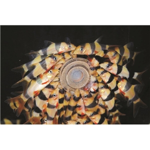 VITALIS MINI TROPICALGRAZER 1.7KG 3,8L