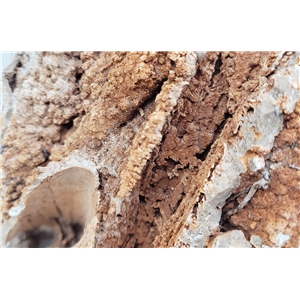 WIO PALEOROCK STONE 10-30CM 1KG