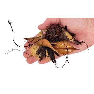 WIO EVERGLADES RIVERBED 0,1-20 CM 2KG